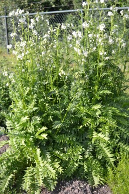 Jacobsladder Polemonium caeruleum 'Album' 5-10 Pot P9