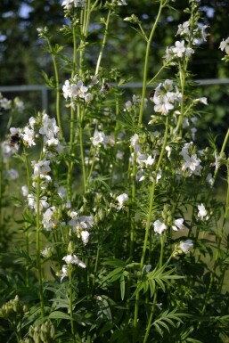 Jakobsleiter Polemonium caeruleum 'Album' 5-10 Topf 9x9 cm (P9)