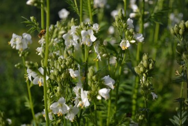 Jacobsladder Polemonium caeruleum 'Album' 5-10 Pot P9