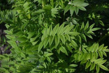 Jacobsladder Polemonium caeruleum 'Album' 5-10 Pot P9