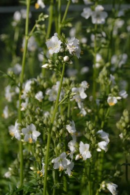 Jacobsladder Polemonium caeruleum 'Album' 5-10 Pot P9