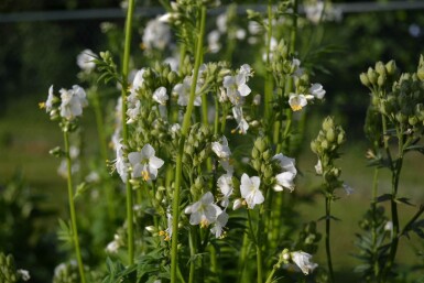 Almindelig jakobsstige Polemonium caeruleum 'Album' 5-10 potte P9