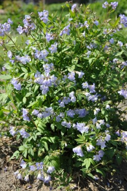 Polémoine rampante Polemonium reptans 'Blue Pearl' 5-10 Pot 9x9 cm (P9)