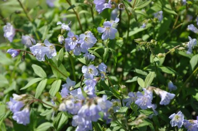 Polémoine rampante Polemonium reptans 'Blue Pearl' 5-10 Pot 9x9 cm (P9)