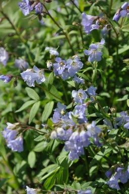 Polémoine rampante Polemonium reptans 'Blue Pearl' 5-10 Pot 9x9 cm (P9)