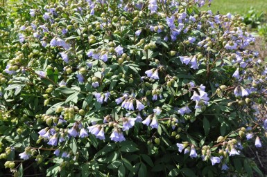 Kruipende Jacobsladder Polemonium reptans 'Blue Pearl' 5-10 Pot P9