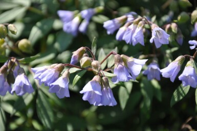 Polémoine rampante Polemonium reptans 'Blue Pearl' 5-10 Pot 9x9 cm (P9)