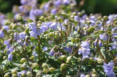 Polémoine rampante Polemonium reptans 'Blue Pearl' 5-10 Pot 9x9 cm (P9)