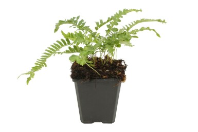 Eikvaren Polypodium vulgare 5-10 Pot P9