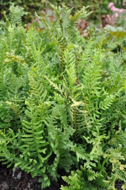 Eikvaren Polypodium vulgare 5-10 Pot P9