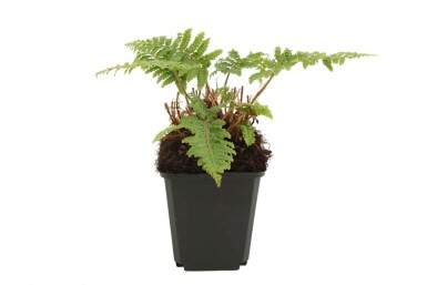 Naaldvaren Polystichum polyblepharum 5-10 Pot P9