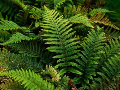 Japanischer Glanzschildfarn Polystichum polyblepharum 5-10 Topf 9x9 cm (P9)