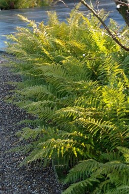 Kirkegårdsbregne Polystichum setiferum 5-10 potte P9