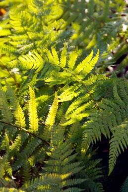 Kirkegårdsbregne Polystichum setiferum 5-10 potte P9