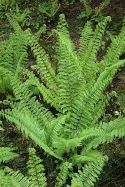 Naaldvaren Polystichum setiferum 'Herrenhaus' 5-10 Pot P9