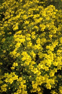 Gul potentil Potentilla aurea 5-10 potte P9