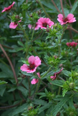 Indisk potentil Potentilla nepalensis 'Miss Willmott' 5-10 potte P9