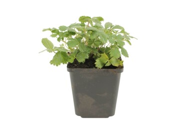 Indisk potentil Potentilla nepalensis 'Miss Willmott' 5-10 potte P9