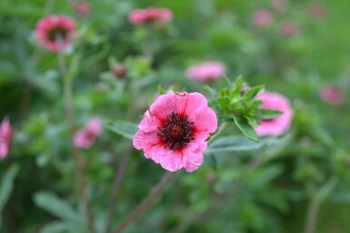 Indisk potentil Potentilla nepalensis 'Miss Willmott' 5-10 potte P9