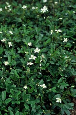 Tretandet potentil Potentilla tridentata 'Nuuk' 5-10 potte P9