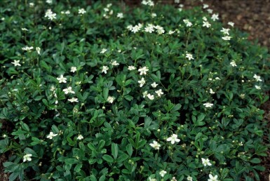 Ganzerik Potentilla tridentata 'Nuuk' 5-10 Pot P9