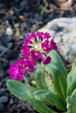 Primula denticulata 'Rubin' Bollviva 5-10 i kruka P9