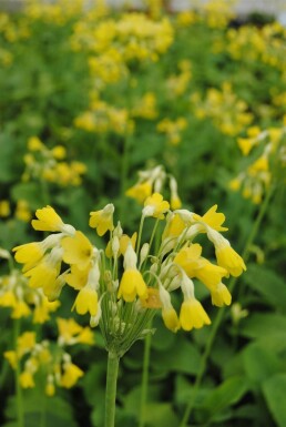 Sleutelbloem Primula florindae 5-10 Pot P9