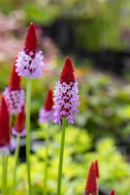 Primula vialii Vivor 5-10 i kruka P9