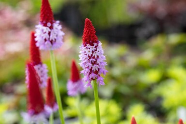 Primula vialii Vivor 5-10 i kruka P9