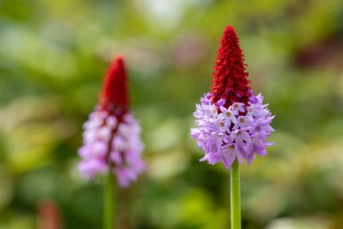 Primula vialii Vivor 5-10 i kruka P9