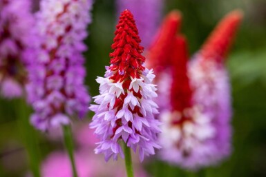 Primula vialii Vivor 5-10 i kruka P9