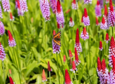 Primula vialii Vivor 5-10 i kruka P9