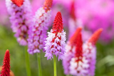 Primula vialii Vivor 5-10 i kruka P9