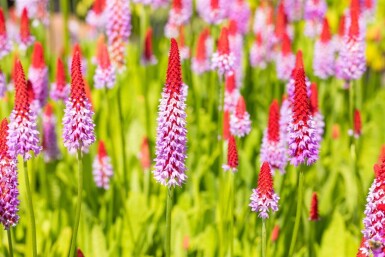 Primula vialii Vivor 5-10 i kruka P9