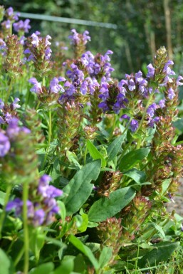 Prunella grandiflora Praktbrunört 5-10 i kruka P9