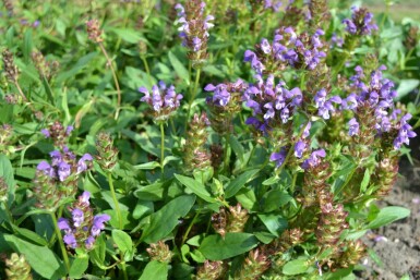 Prunella grandiflora Praktbrunört 5-10 i kruka P9