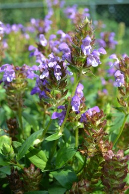 Prunella grandiflora Praktbrunört 5-10 i kruka P9