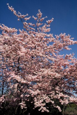 Blomme Prunus 'Accolade' busk 100-125 potte C12