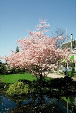 Blomme Prunus 'Accolade' busk 100-125 potte C12