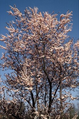 Prunier à feuilles pourpres Prunus cerasifera 'Nigra' Arbuste 40-50 Pot 3 l (C3)