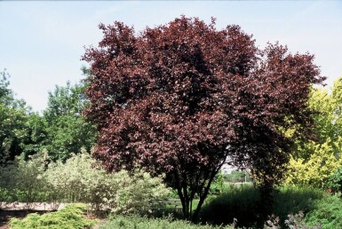 Prunier à feuilles pourpres Prunus cerasifera 'Nigra' Arbuste 40-50 Pot 3 l (C3)