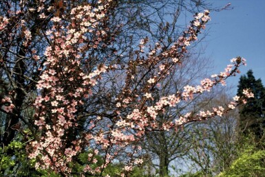 Prunus cerasifera 'Nigra' Blodplommon buske 40-50 i kruka C3