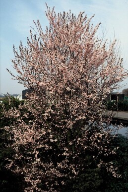 Prunus cerasifera 'Nigra' Blodplommon buske 40-50 i kruka C3