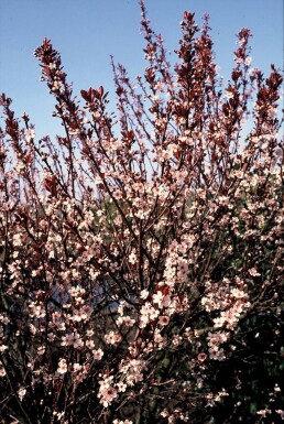 Prunus × cistena Svartplommon buske 30-40 i kruka C2,5