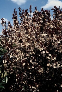 Cerisier des sables à feuilles pourpres Prunus × cistena Arbuste 30-40 Pot 2,5 l (C2,5)