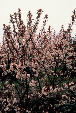 Cerisier des sables à feuilles pourpres Prunus × cistena Arbuste 30-40 Pot 2,5 l (C2,5)