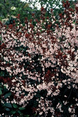 Prunus × cistena Svartplommon buske 30-40 i kruka C2,5