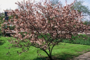 Purperbladige zandkers Prunus cistena Struik 30-40 Pot C2,5