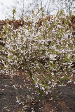 Prunus incisa 'Kojou No Mai' Dvärgkörsbär buske 30-40 i kruka C2