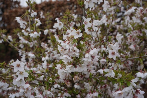 Plant eigenschappen